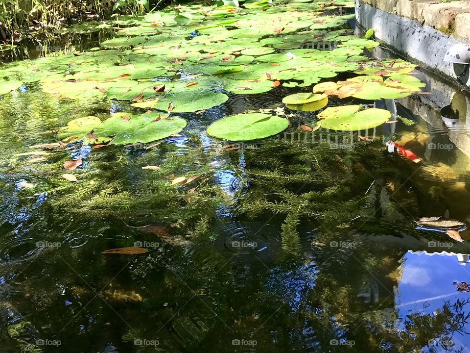 Lily pads on a pond