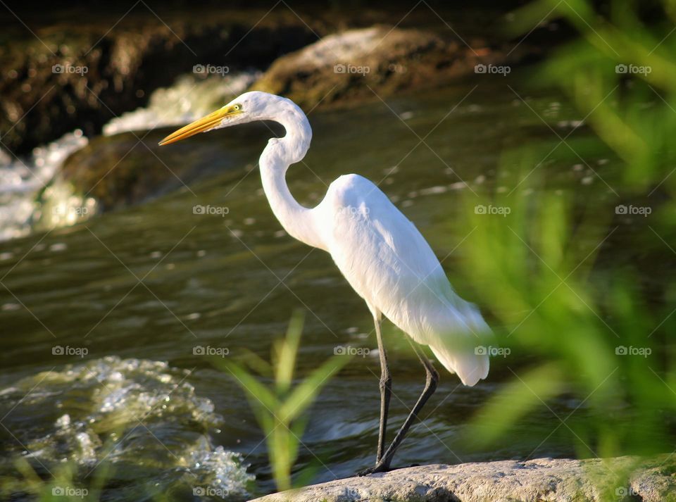 Great Egret