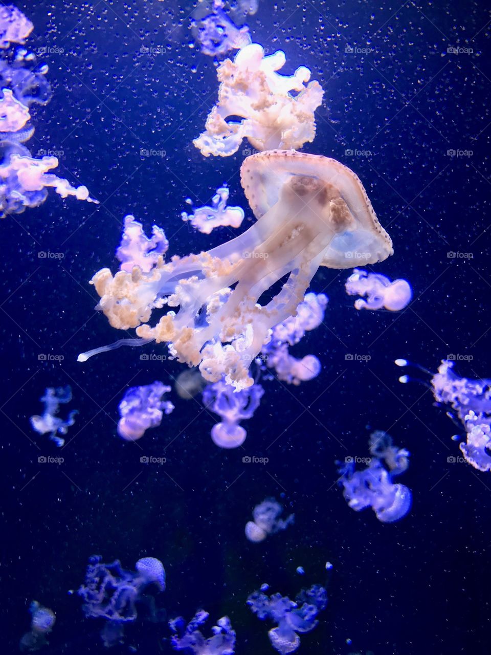 Jellyfish beauty