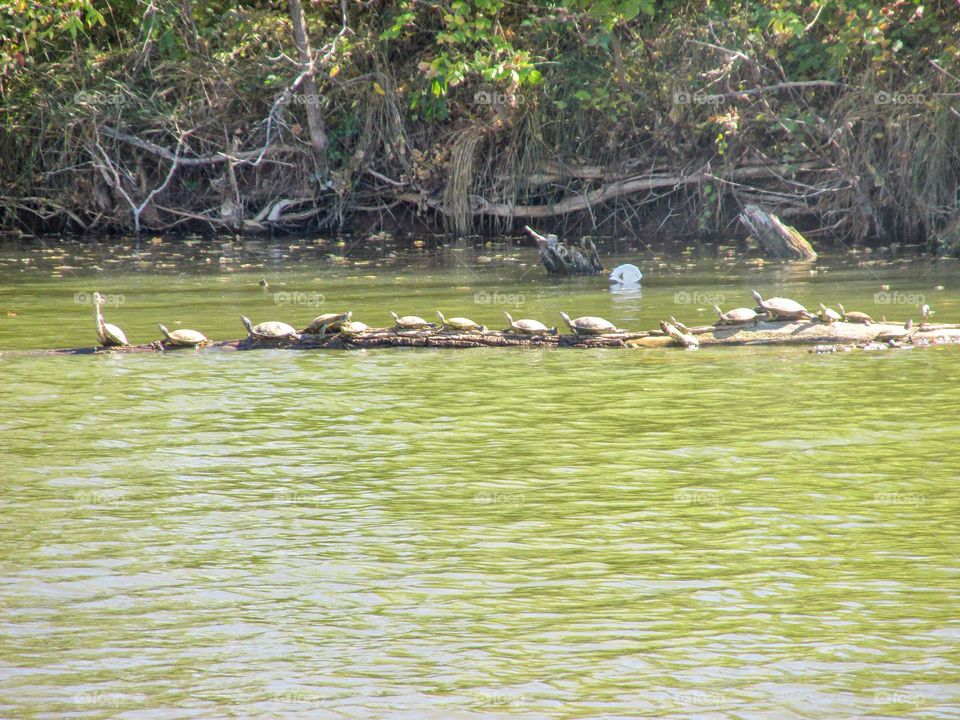 A log with a bunch of turtles.