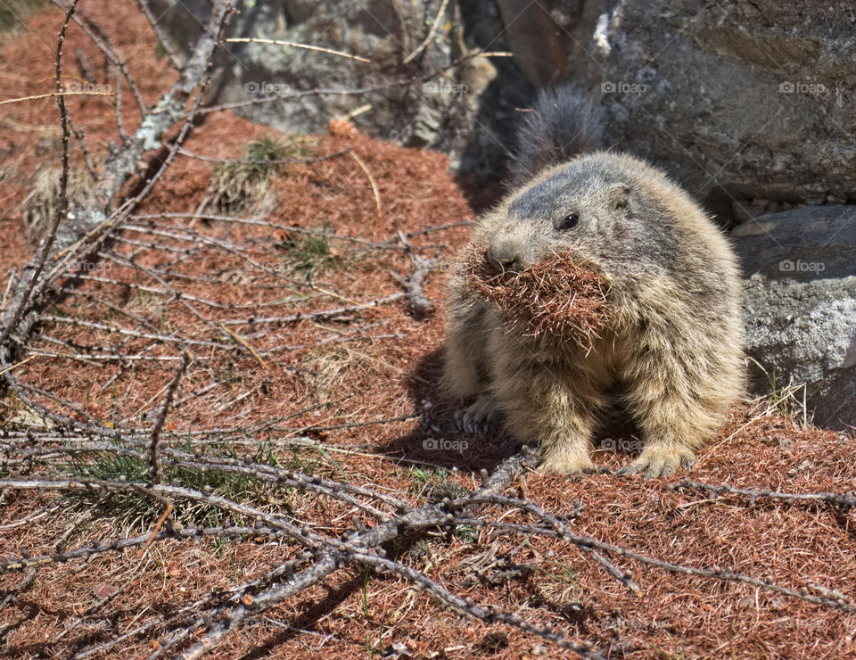 Fluffy Marmot with mouth stuffed full of pine needles glancing at camera.