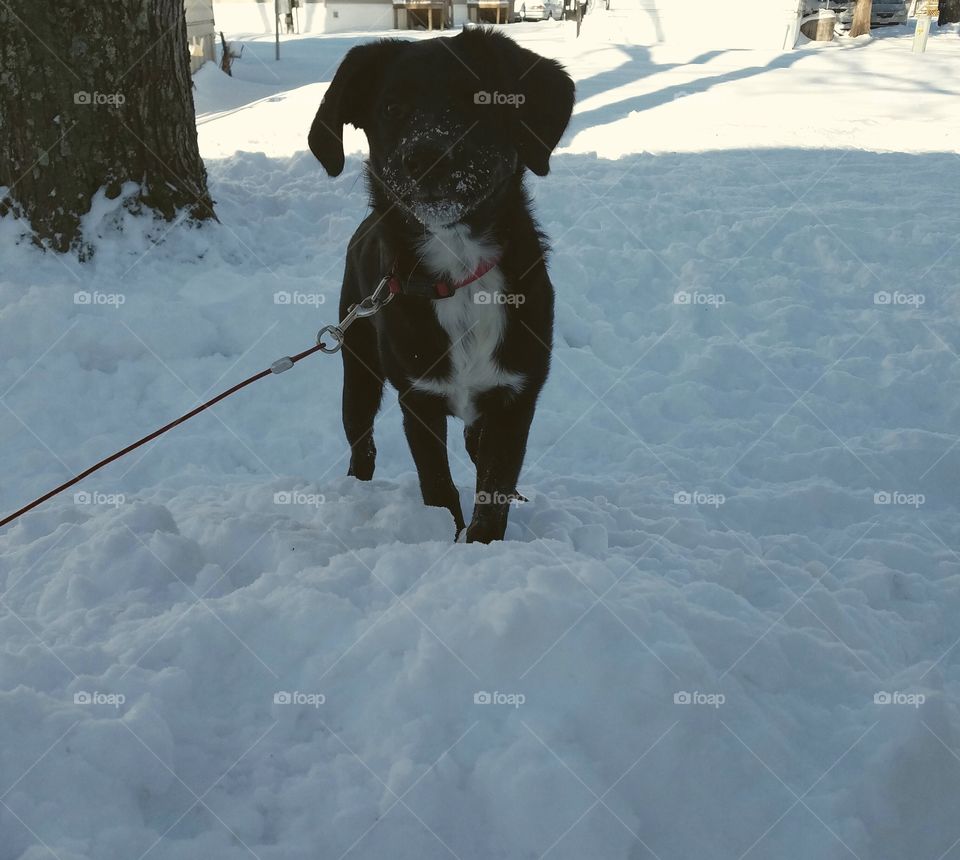One eyed wonder pup enjoying the snow