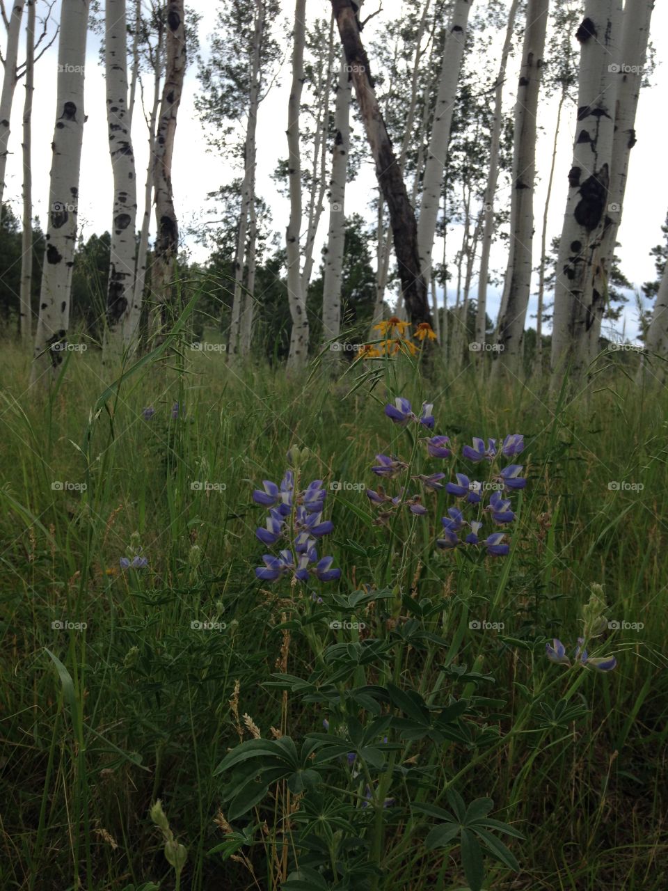 Lupine flowers in the meadow . Some lovely lupine flora on my mountain 