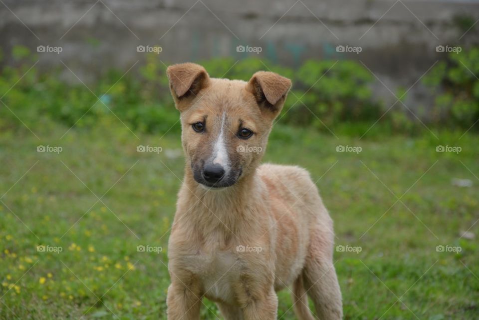 Mammal, Dog, Animal, Canine, Grass