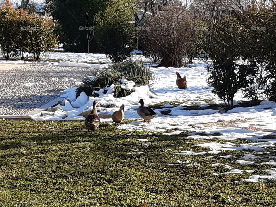 a hen and some ducks on the snow in my garden