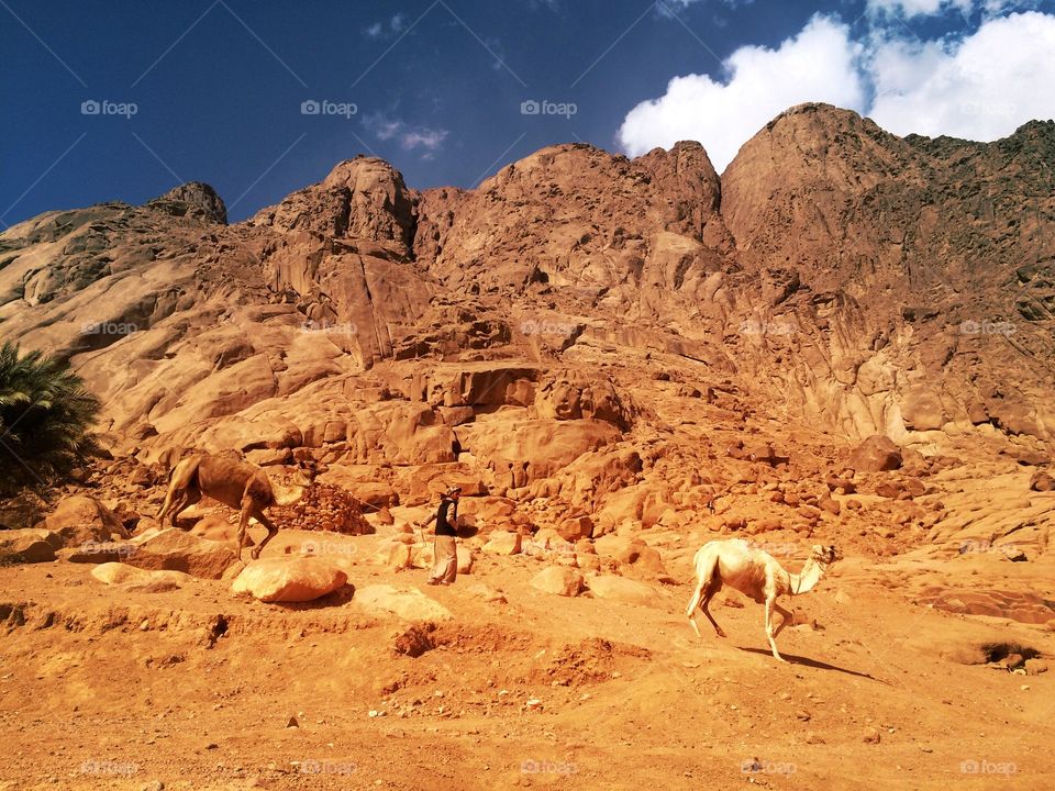 A Bedouin boy with two camels, Saint Catherine, , Egypt