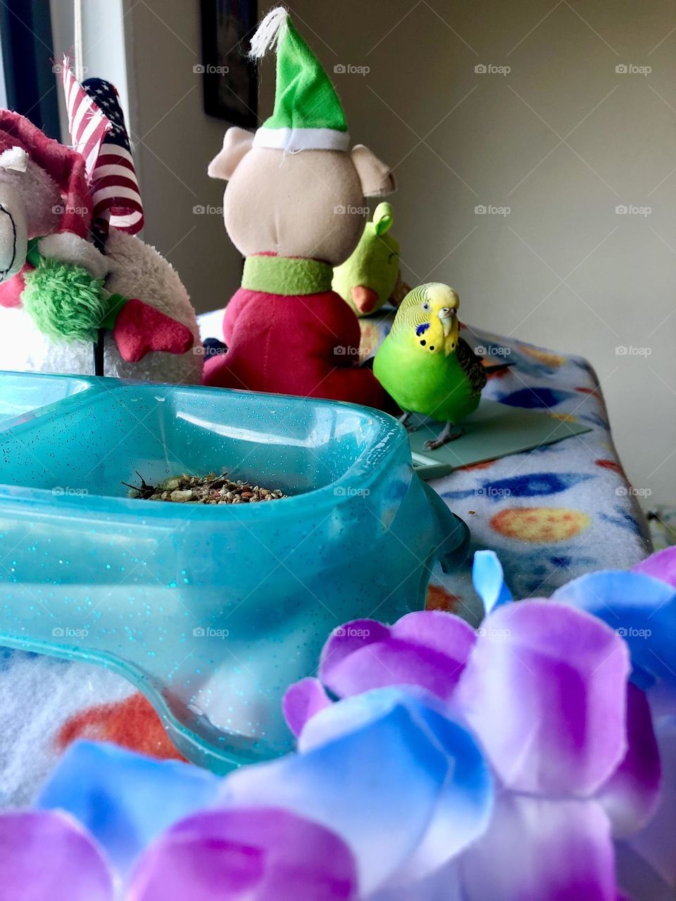 Curious  birdie Coco 