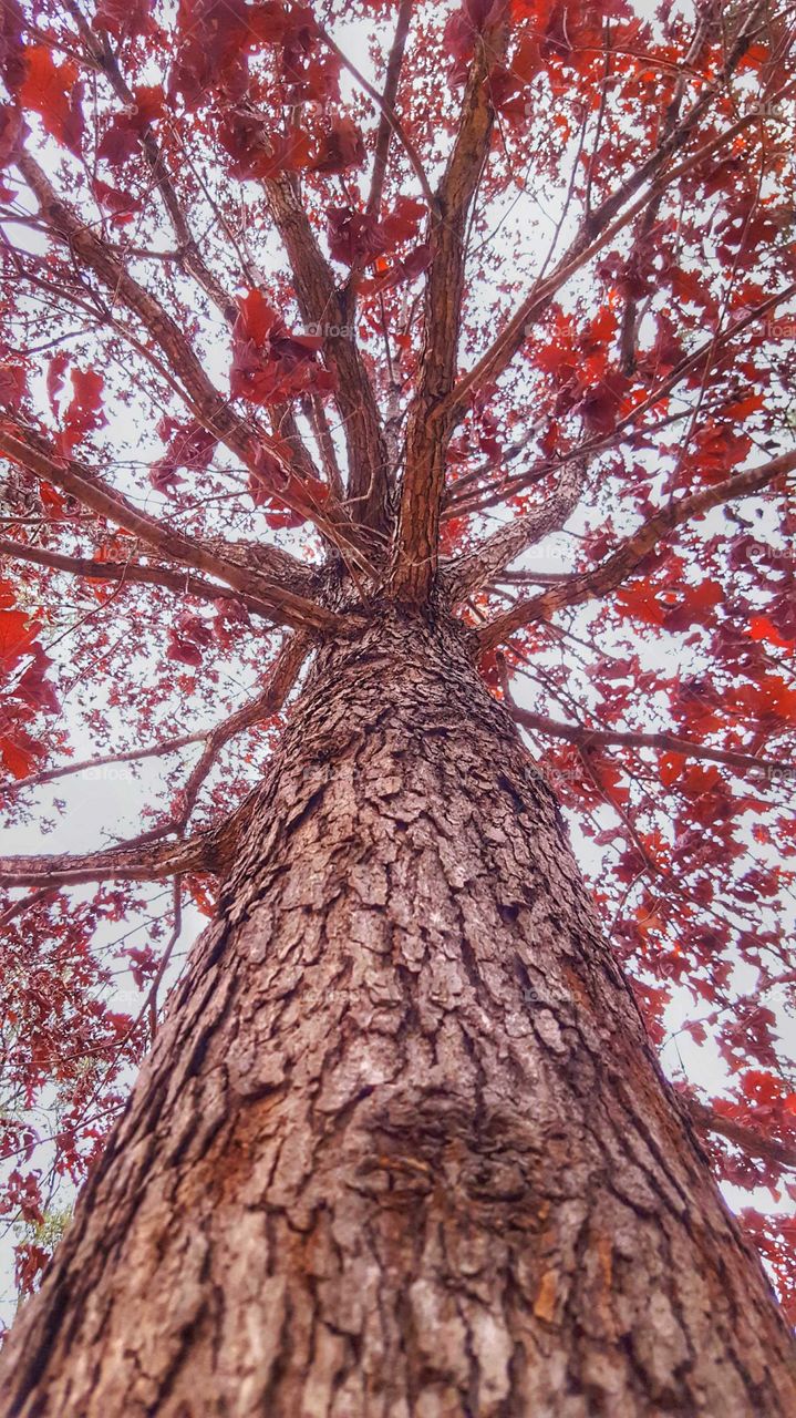 a tree with beautiful red leaves