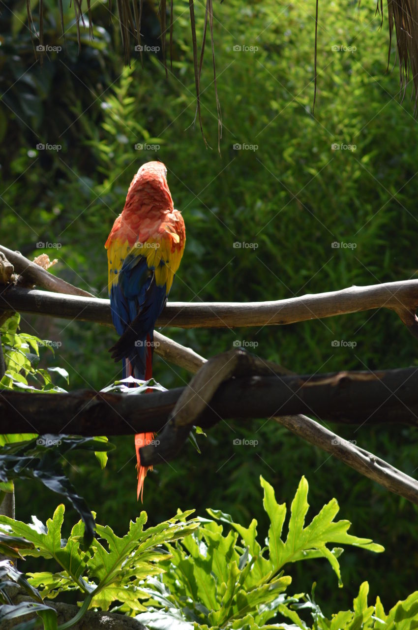 Scarlet Macaw