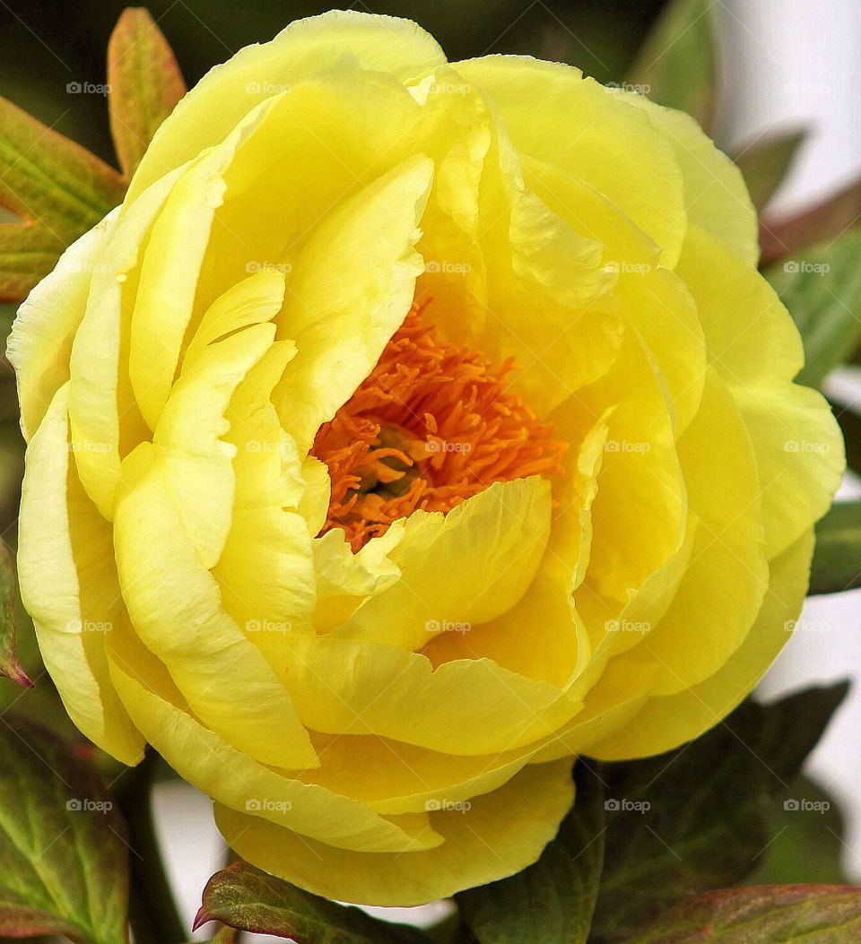 Lemon Peony. Close up shot of a lemon Peony