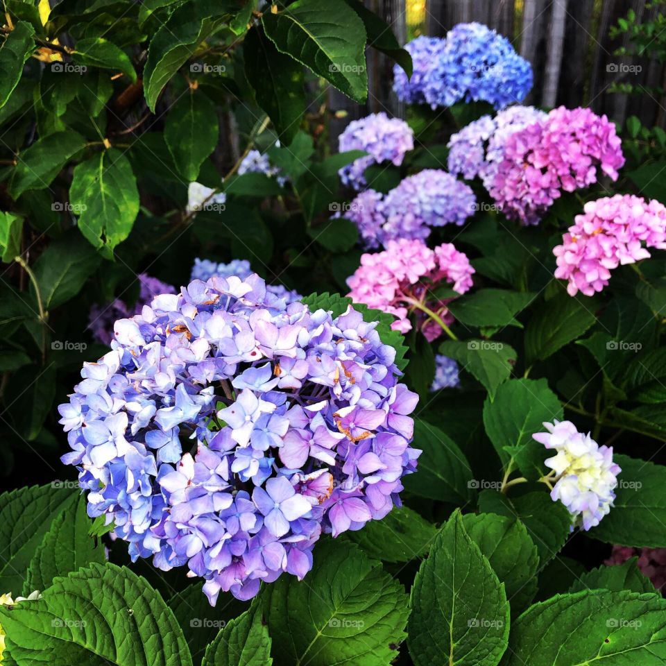 Hydrangeas