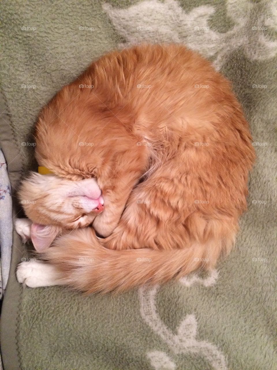 Cat like a ball