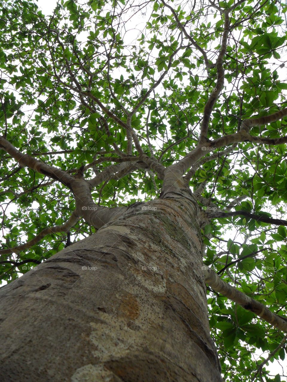 Growing up until the sky