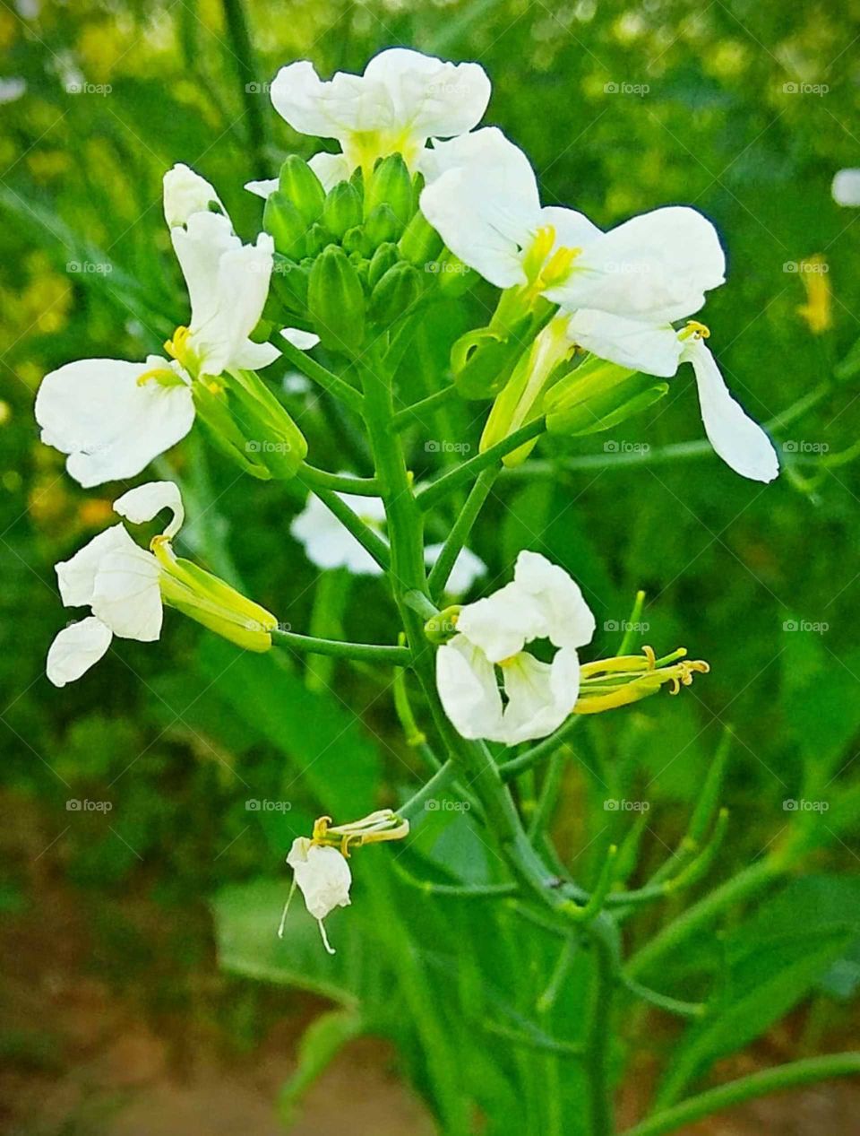 White Flower