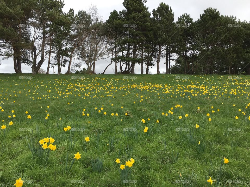 Field of daffodils