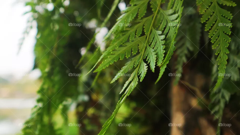 portrait of a plant