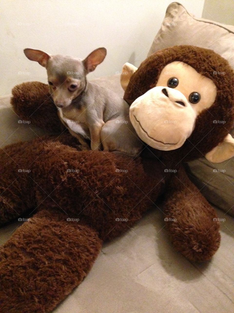 Chihuahua on stuffed monkey