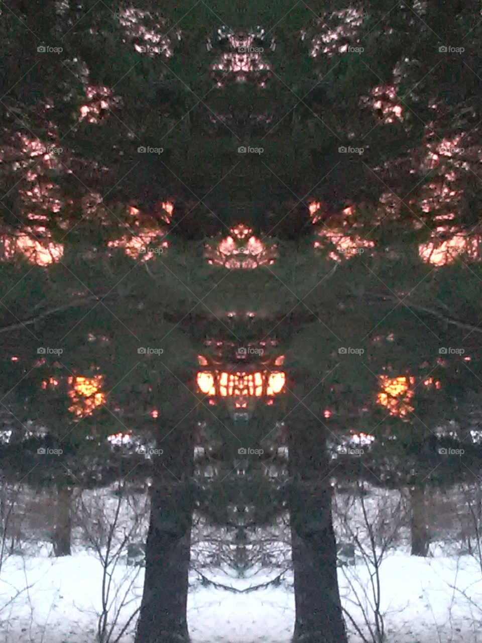 Sunrise pines
