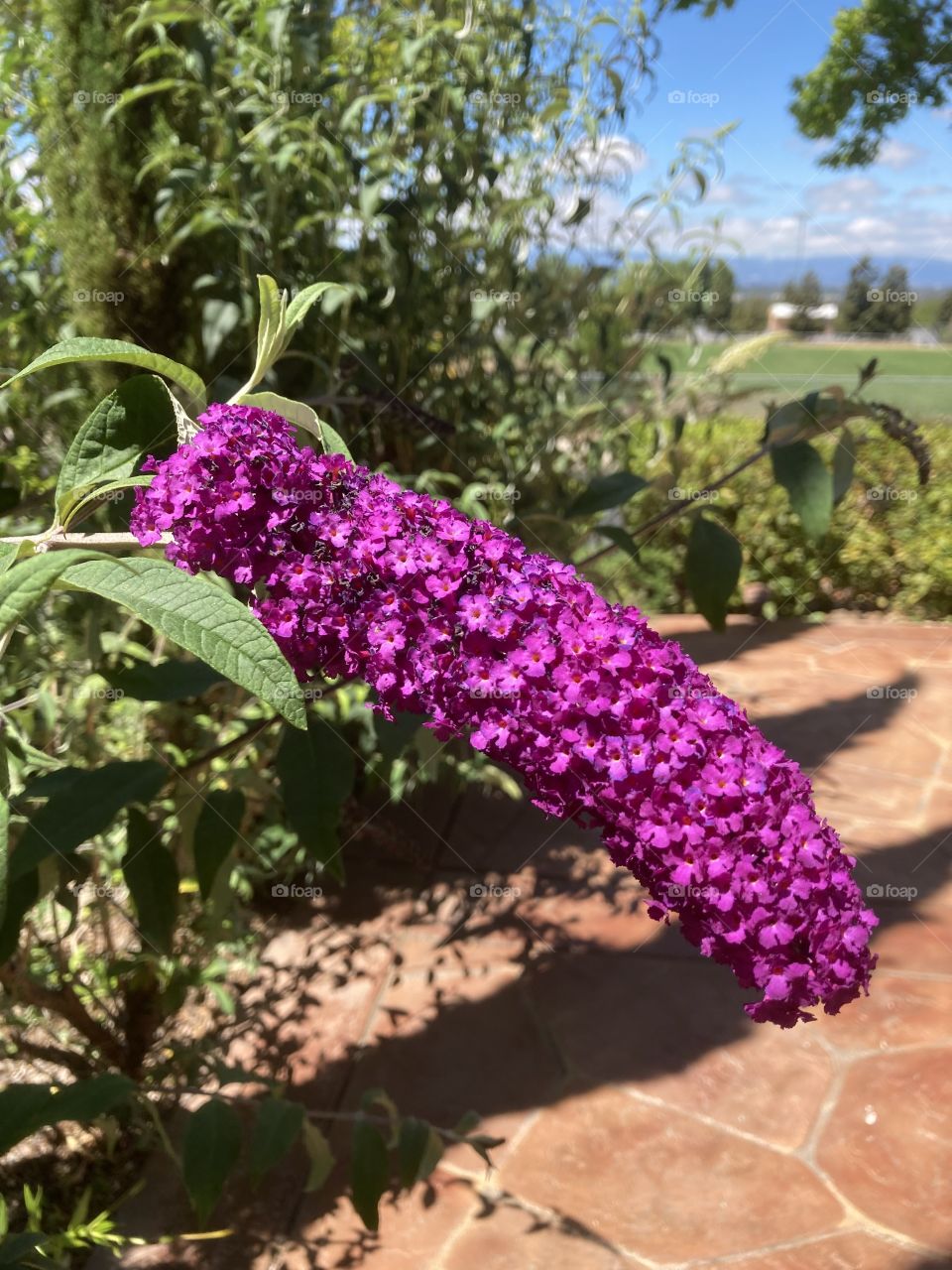 Purple butterfly bush flowers 