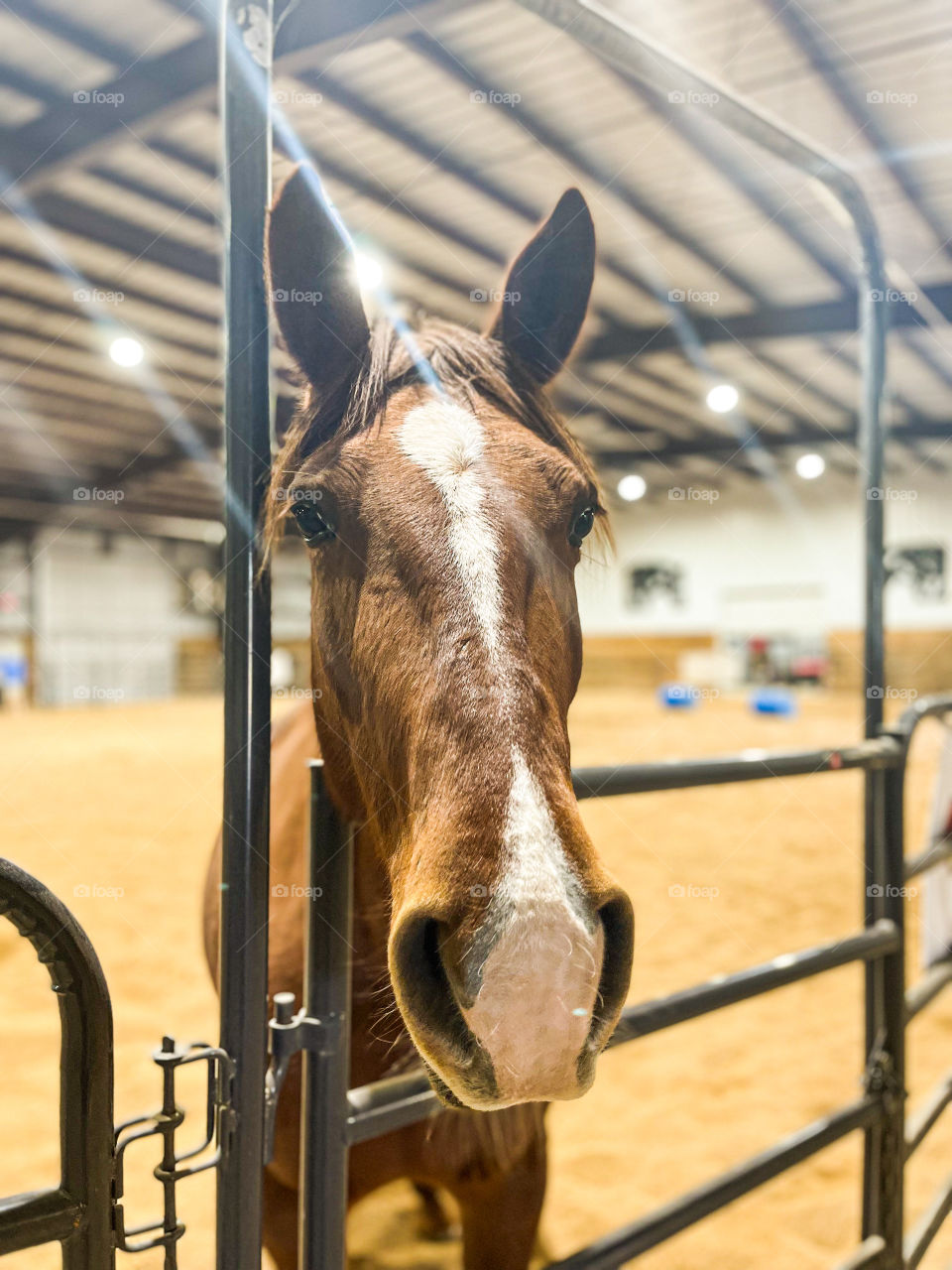 A horse peers over an enclosure at the Forget-Me-Knot Horse Sanctuary in Linn Creek, MO.