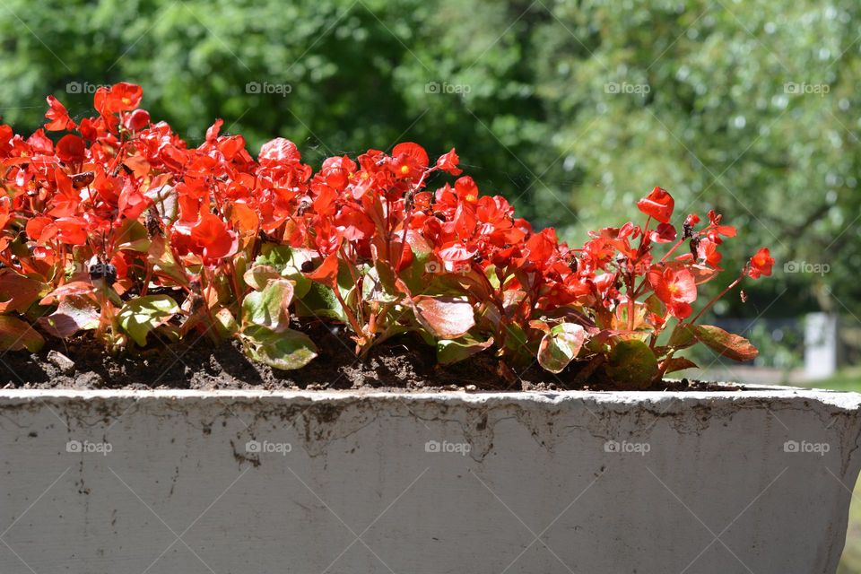 urban plants flowers