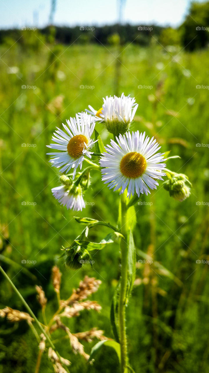 White daisy flowers