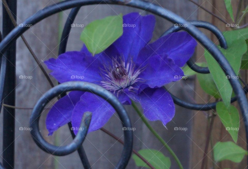 Blue flower with iron scroll