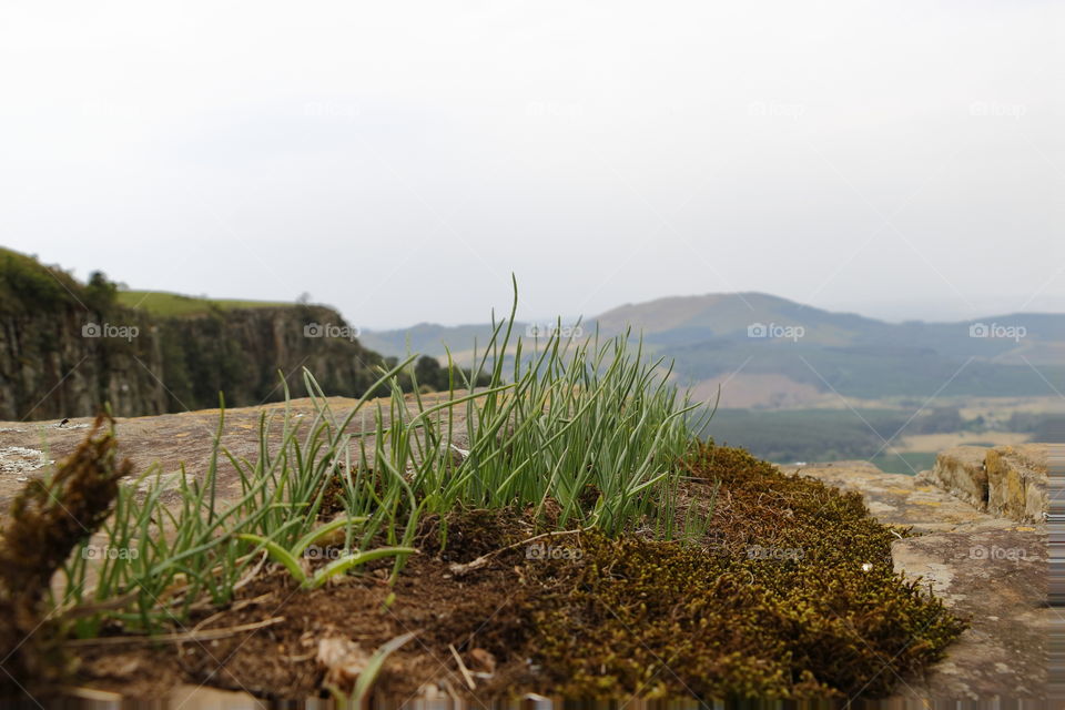 Grassy Cliffs