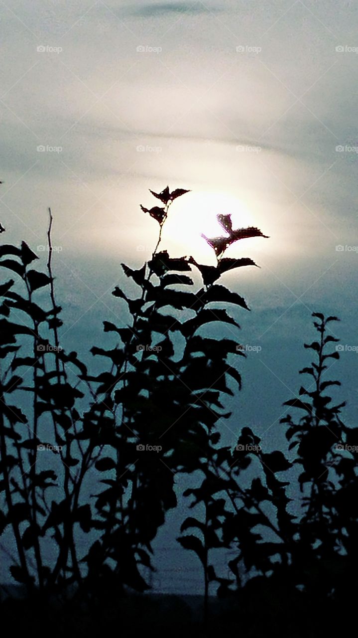 leafs in sunset