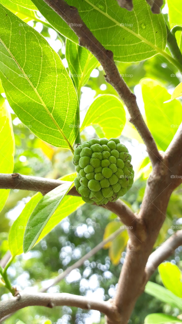 Sugar Apple, Custard Apple, SweetsopsHere is a popular tree that is widely cultivated for its edible delicious fruit. It is a small, semi-deciduous tree or shrub.