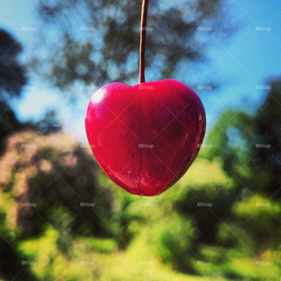 Red cherry fruit