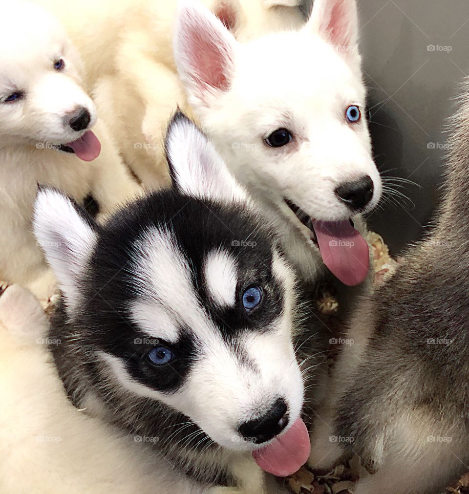 Box of Husky puppies.