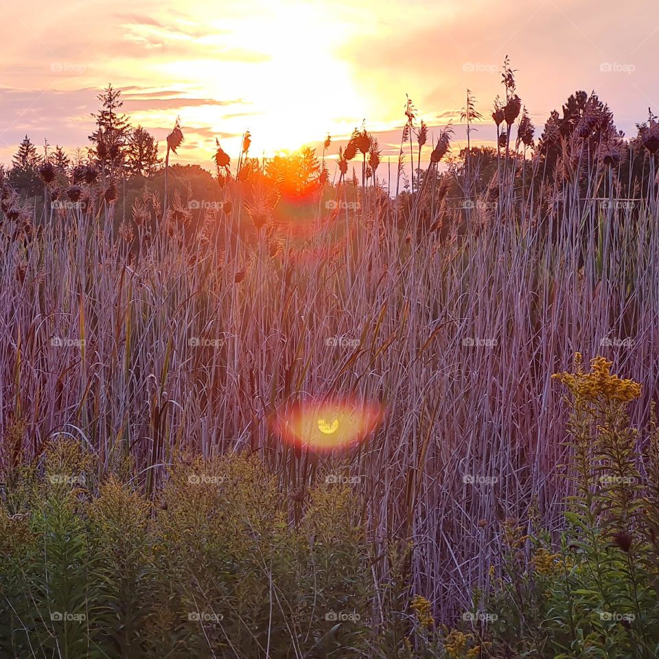 rural sunset