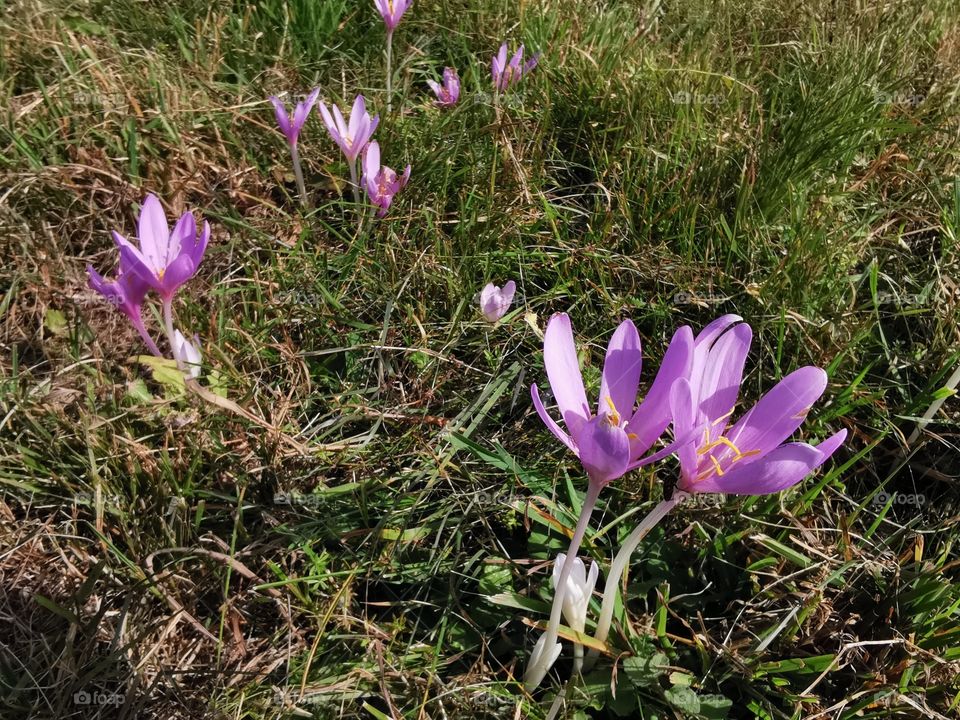 Autumn crocus on the meadow