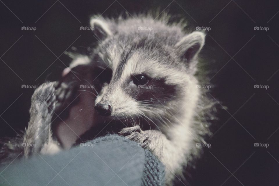 Close-up of baby raccoon