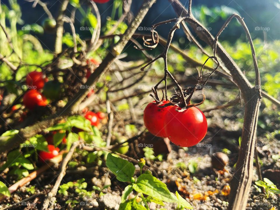 Fresh Tomato plant closeup 