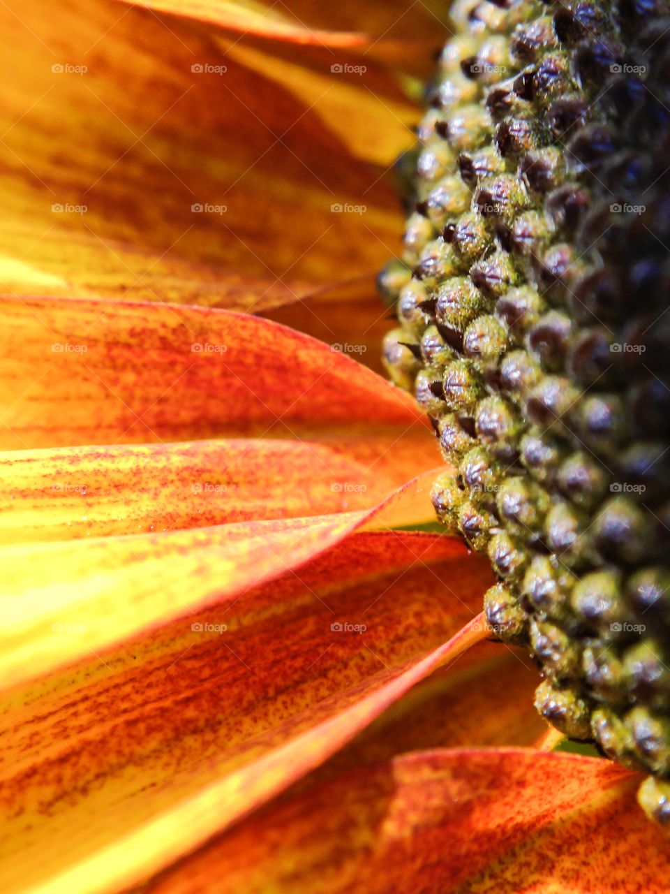 Sunflower textures 