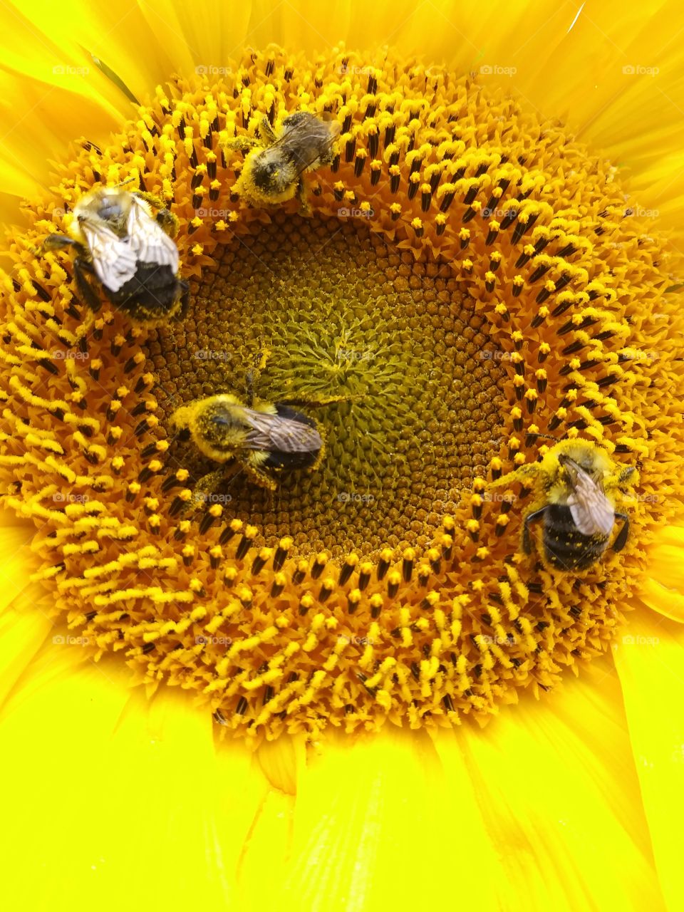 Team work. Bees gather pollen,busy