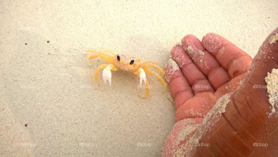 crab closeup with hand