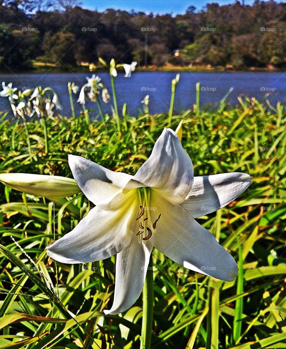 Lírio branco