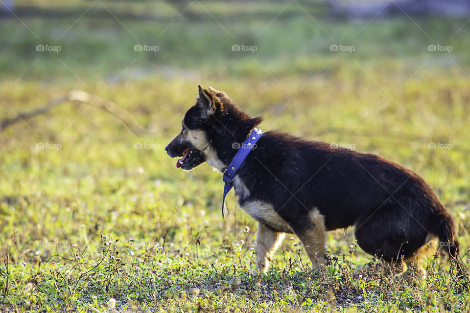 Puppies are playing in the grass and the morning sun