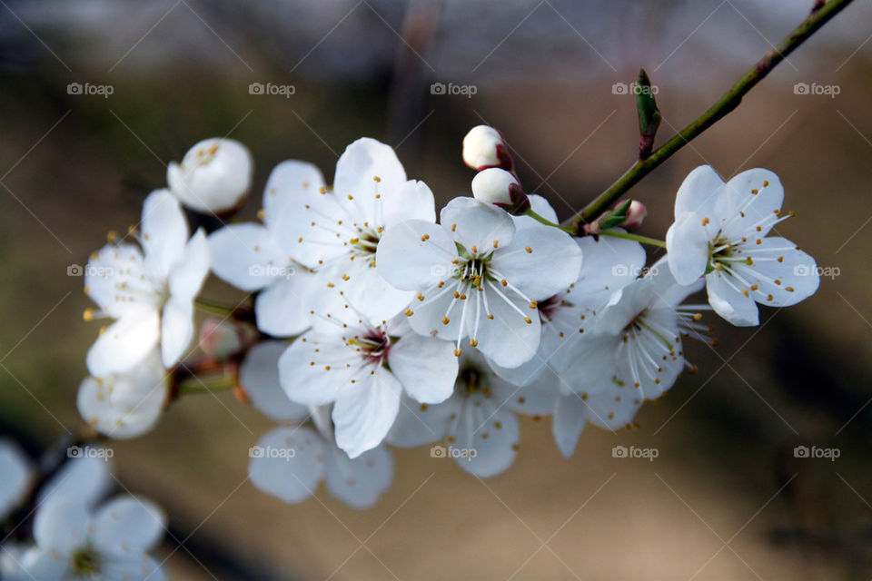 spring flower macro white by rudestar