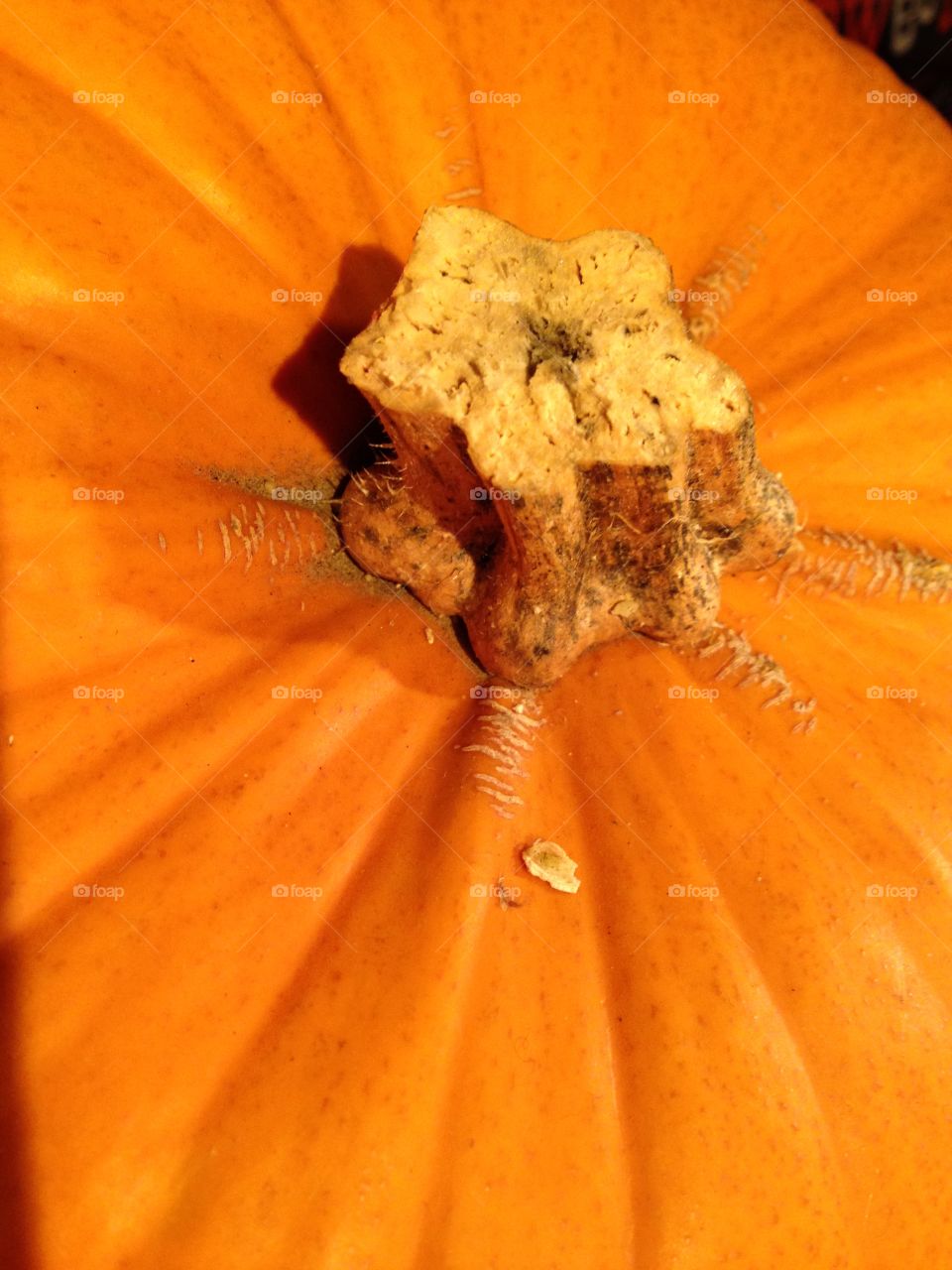 Close up pumpkin stem