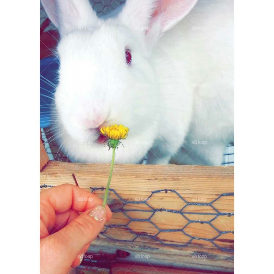 Mr bunny. my life