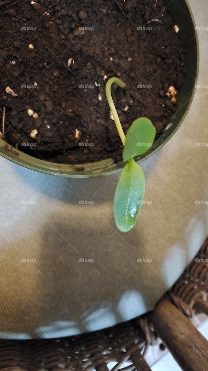 baby spinach