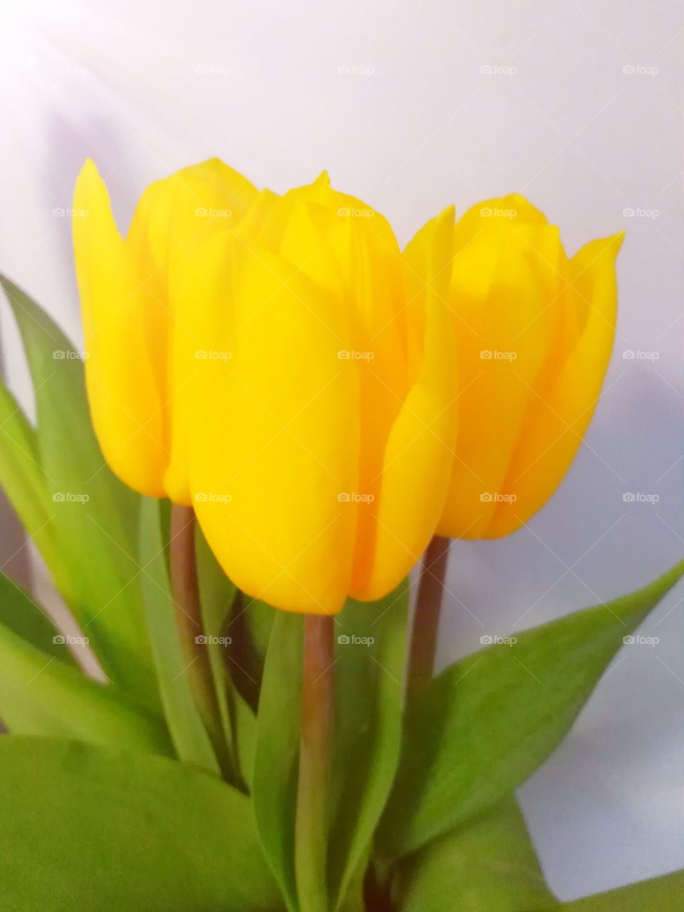 The yellow tulips.