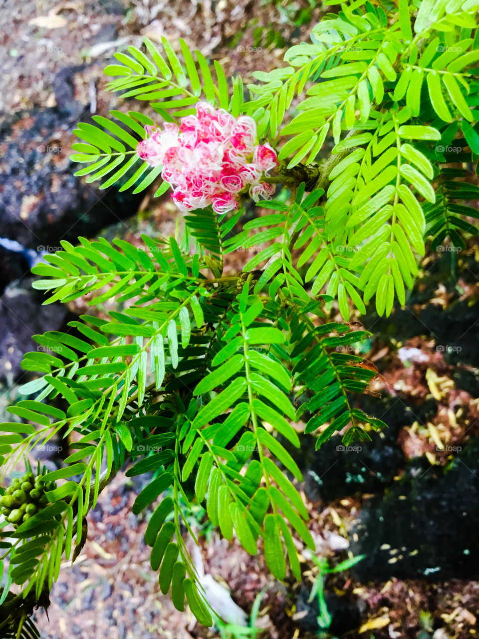 Pink blooms at Liliʻuokalani Park and Garden