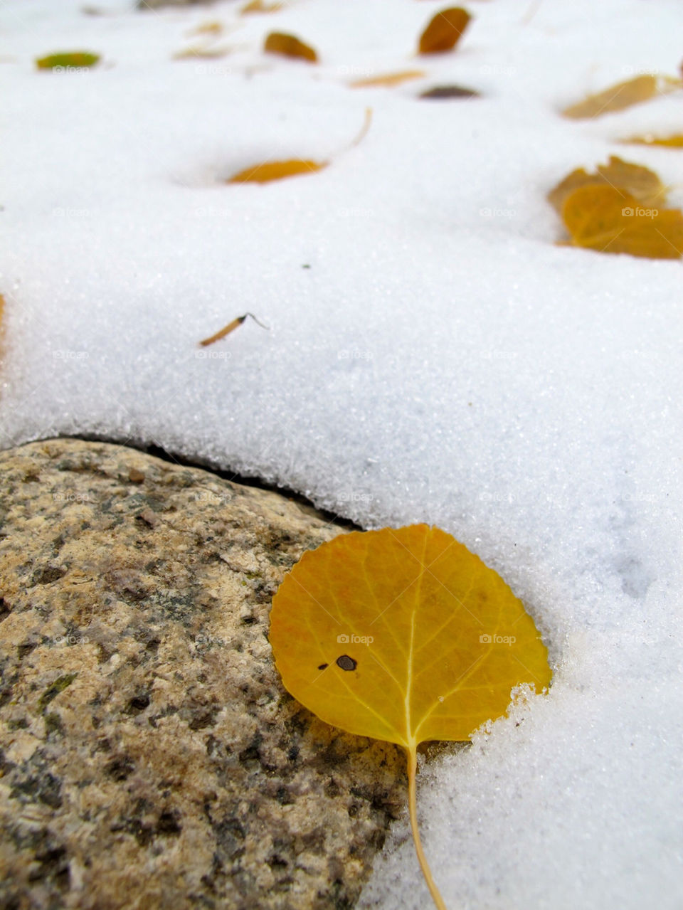 Aspen leaf in snow