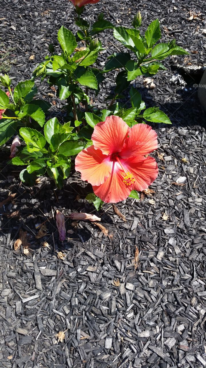 Pennsylvania Hibiscus