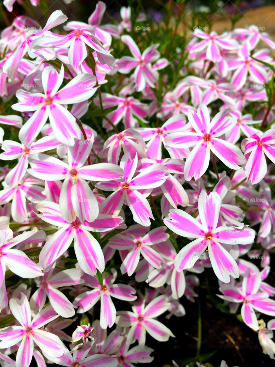 Latvian summer flowers 